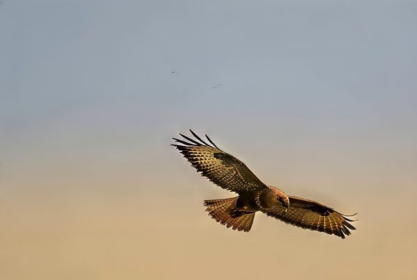 Common Buzzard In Flight Dusk (2)